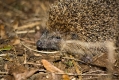 Als ich einem Rascheln im Gebüsch nachging, traf ich auf diesen Igel. Mit ein wenig Geduld gelang mir auch ein annehmbares Foto.